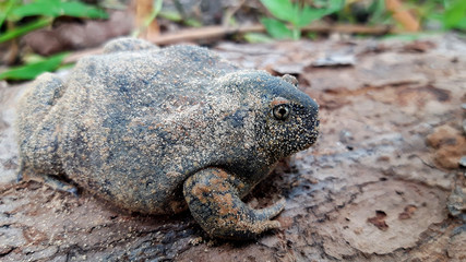 Bullfrog that on Wooden floor, Dry leaf.