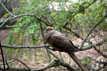 this is a side view of a brown cuckoo dove