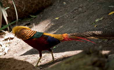 this is a side view of a golden pheasant