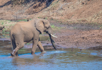 African elephant drinks water from the Luvuvhu river at Pafuri in the Kruger National Park in South Africa image in horizontal format with copy space