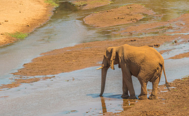 African elephant drinks water from the Luvuvhu river at Pafuri in the Kruger National Park in South...