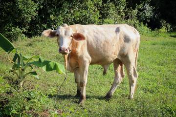 Asia cow . Close up portrait of cow at village. Cows standing on the ground. Traditional cow in asia, cow resting.