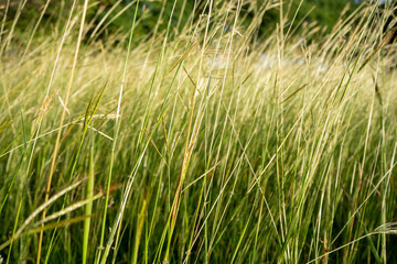 field grass flowers background. grass flowers background