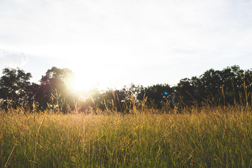 field grass flowers background. grass flowers vintage background