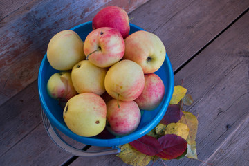 Ripe red and yellow apples bulked in a blue plastic bucket stood on the step of the brown wooden porch next to a pile of autumn yellow and red dead leaves. The theme of collecting of fall harvest.