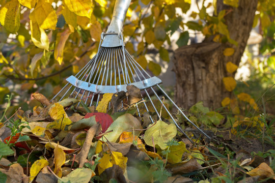 Working metal part of the garden's rake standing at the trunk of an apple tree next to the collected pile of autumn yellow and red dead leaves on the background of Apple branches and yellow foliage
