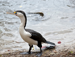 this is a side view of apied cormorant