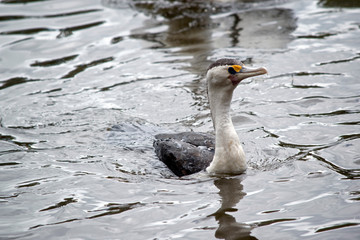 the pied cormorant is swimming in the lake