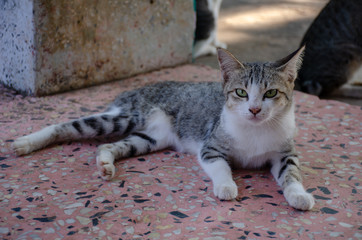 Portrait of Striped Thai cat with big eyes  