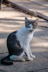 Portrait of white and striped cat, Thai cat 