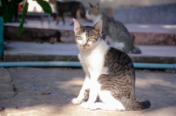 Naklejka na ściany i meble Portrait of white and striped cat, Thai cat 