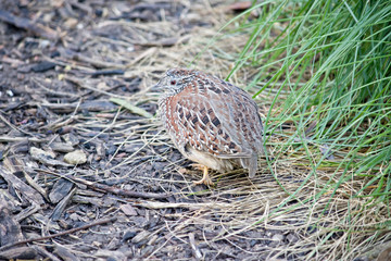 this is the side view of a quail