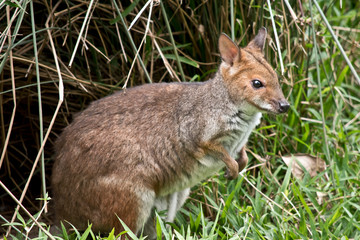 this is a red-legged pademelon