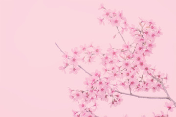 Pink sakura flower, Cherry blossom, Himalayan cherry blossom in pink background.