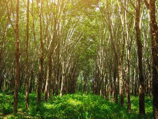Fototapeta premium Rubber plantation in Thailand