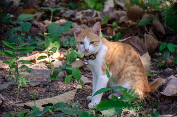 Naklejka na ściany i meble Portrait of orange and white cat, Thai cat relax at outdoor