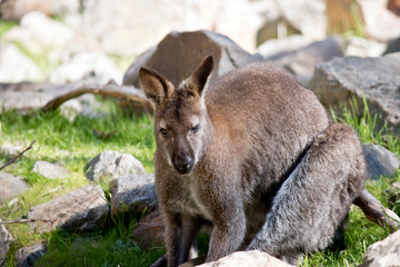 Naklejka premium the red necked wallaby is sitting