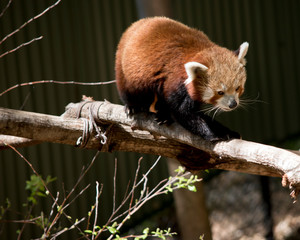 the red panda is walking on a  branch