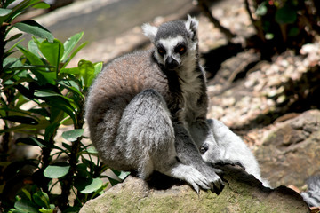 the ring tailed lemur is resting