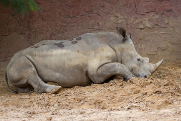 Side view of large white rhino sitting