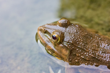 Frog in the water