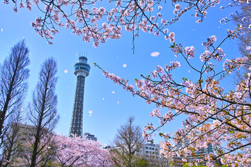 桜吹雪舞う横浜市山下公園の桜とマリンタワー