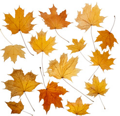Naklejka na ściany i meble Colorful autumn tree leaves on a white isolated background. Multicolored autumn pattern.