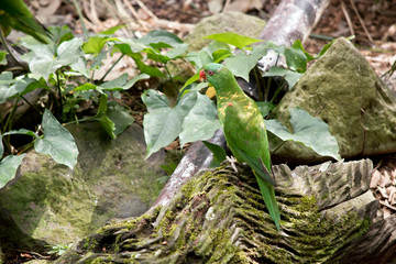 The scaly-breasted lorikeet is an Australian lorikeet