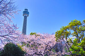 横浜市山下公園の桜とマリンタワー - obrazy, fototapety, plakaty