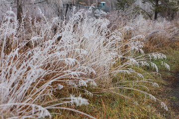 Fototapeta premium grass in snow