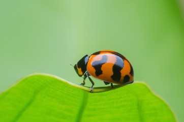 ladybug on green leaf
