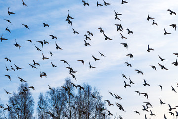 A flock of pigeons flies in the dark blue autumn sky. beautiful natural background