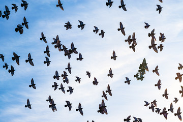 A flock of pigeons flies in the dark blue autumn sky. beautiful natural background