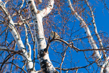 Small birds are sparrows sitting on branches of a birch in autumn against a blue sky, beautiful natural background