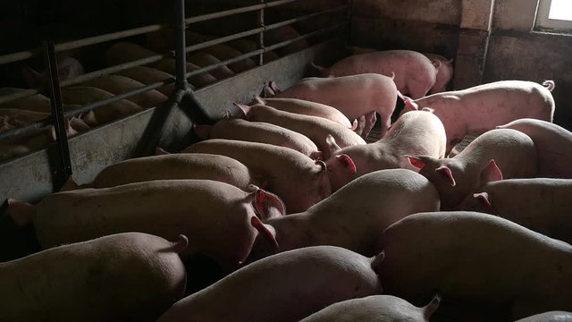 pig farm industry animal agriculture livestock cage