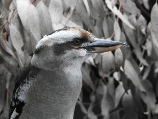 kookaburra close up