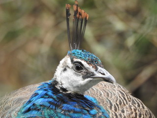 close up of a peacock