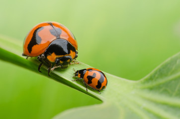 Ladybug family
