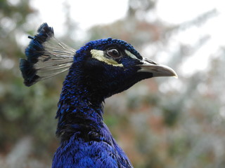 portrait of a peacock
