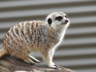 meerkat on guard
