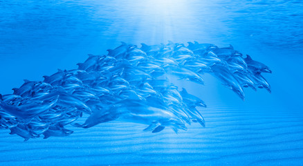 Fototapeta premium Abstract background of group of dolphins swimming underwater in the blue tropical sea 