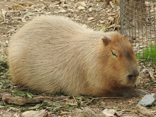 capybara resting