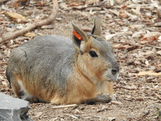 Patagonian mara