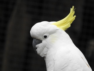 cockatoo close up