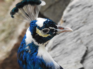 peacock close up