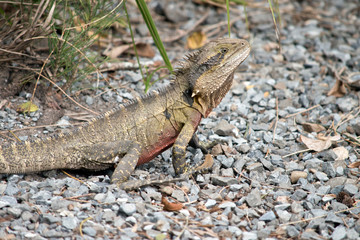 this is a close up of a water dragon lizard