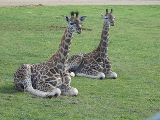 giraffes in park