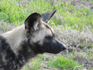 African Painted Dog