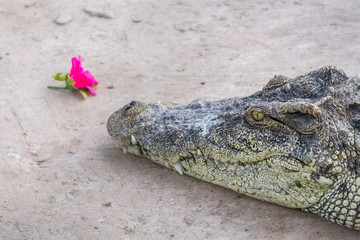 Close-up of Head crocodile