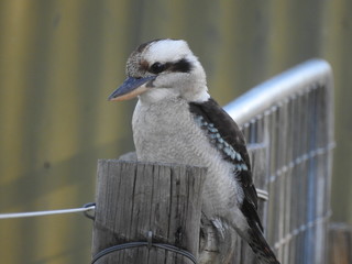 kookaburra on the fence